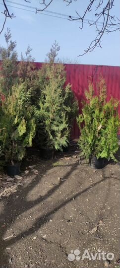 Туя восточная книжка