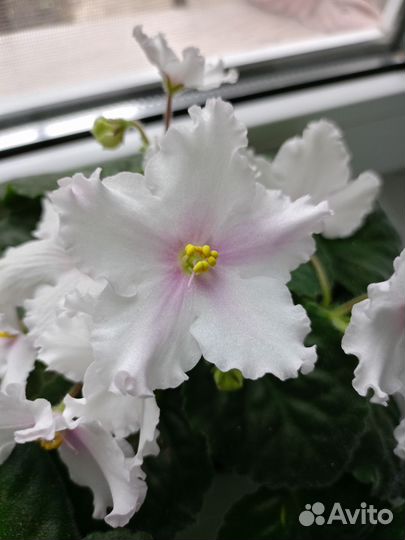 Сортовые фиалки