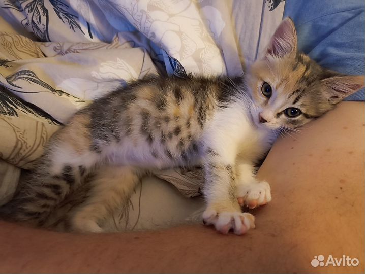 Котенок
