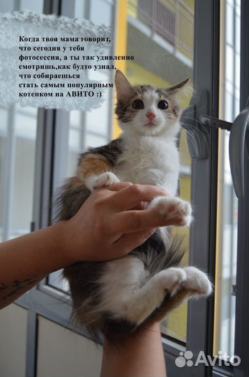 Котенок невероятная девочка