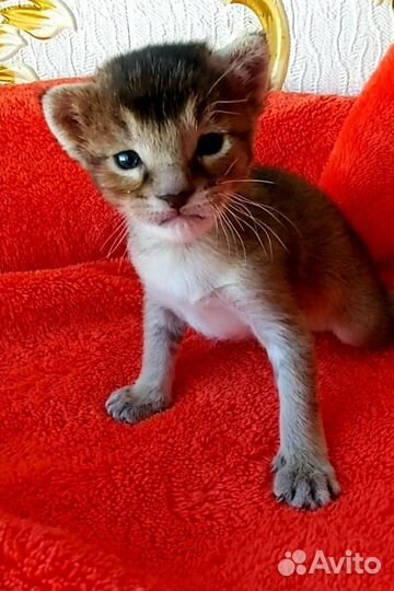 Девочка каракет