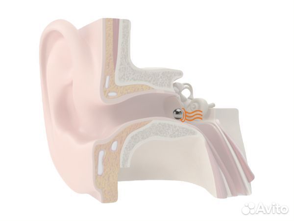 Микронаушник + камера для аккредитации Аренда