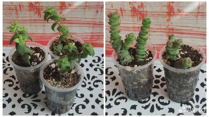 Суккуленты