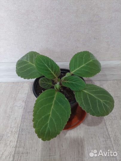 Глоксиния Лунный камень