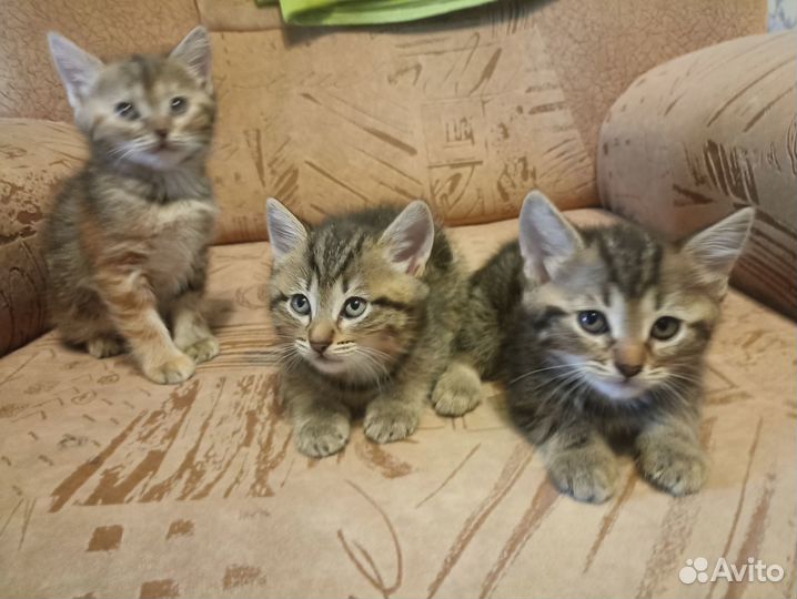 Котята в добрые руки бесплатно