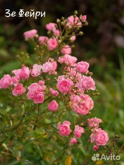 Розы саженцы