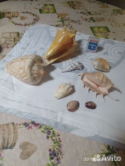 Морские ракушки раковины