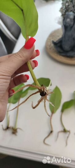 Филодендрон малай голд