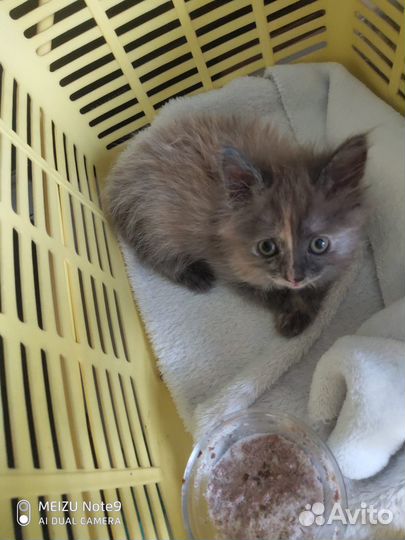 Особенный котенок