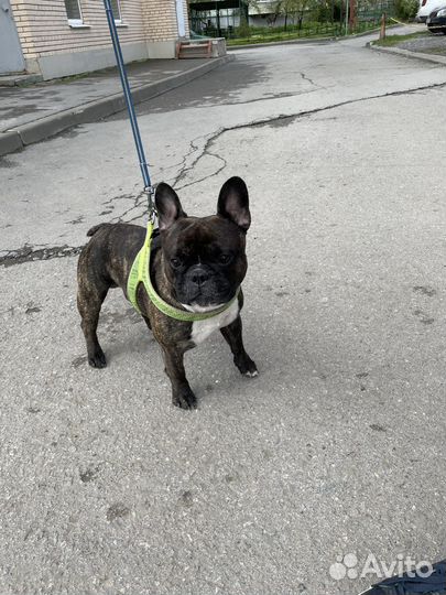 Вязка. Французский бульдог