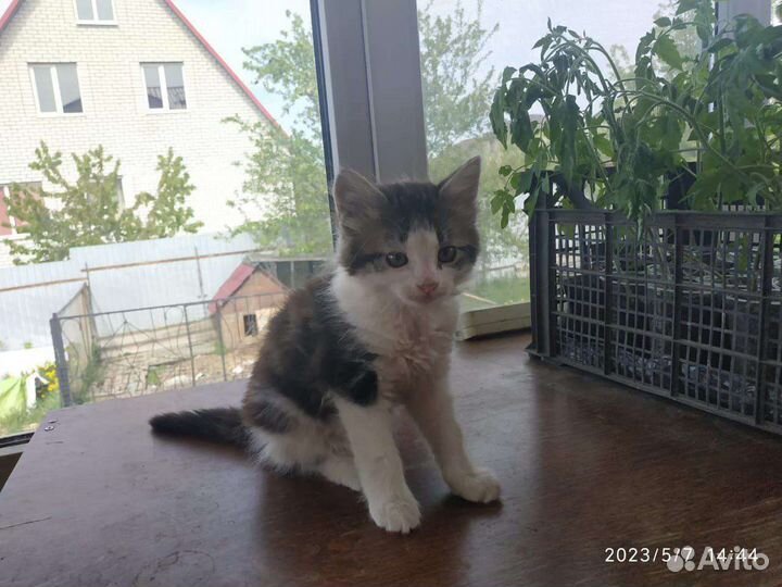 Отдам котёнка в добрые руки