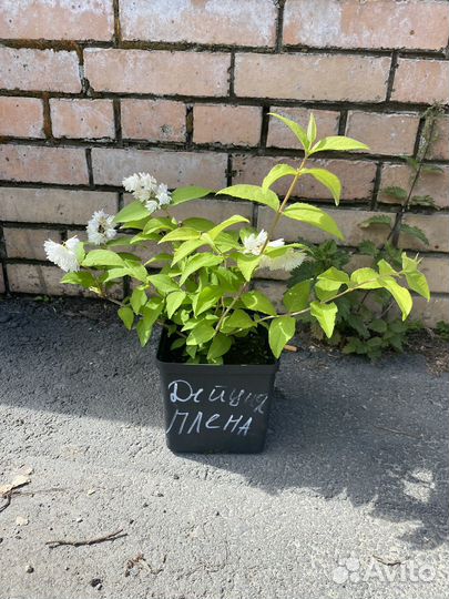 Дейция
