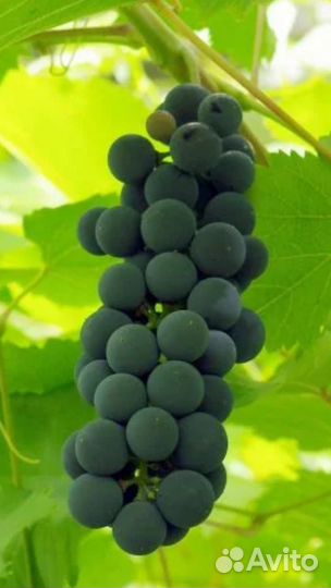 Виноград Кучинский