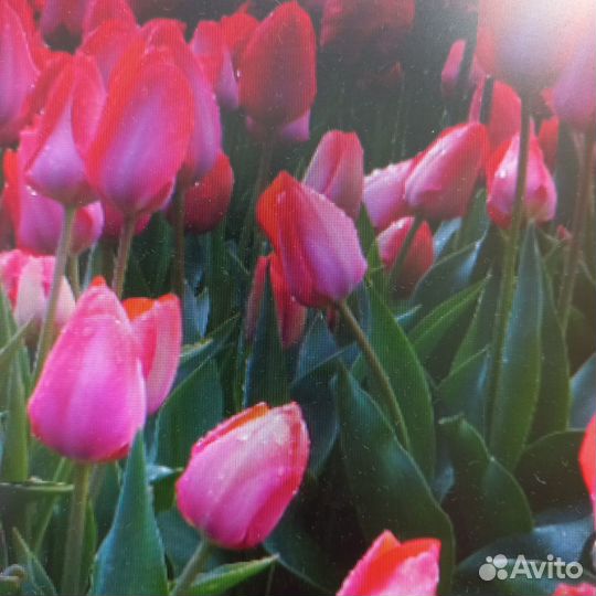 Луковицы голландских тюльпанов