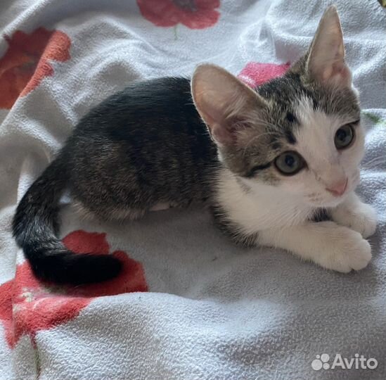 Котенок в добрые руки