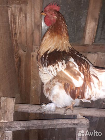 Молодые петухи