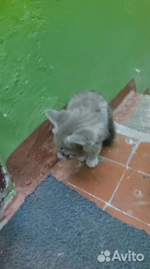 Котята в добрые руки бесплатно