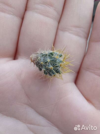 Кактус цветущий