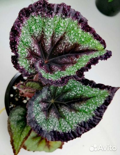 Бегонии декоративнолиственные. Часть 2