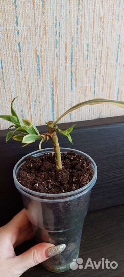 Драцена песня индии