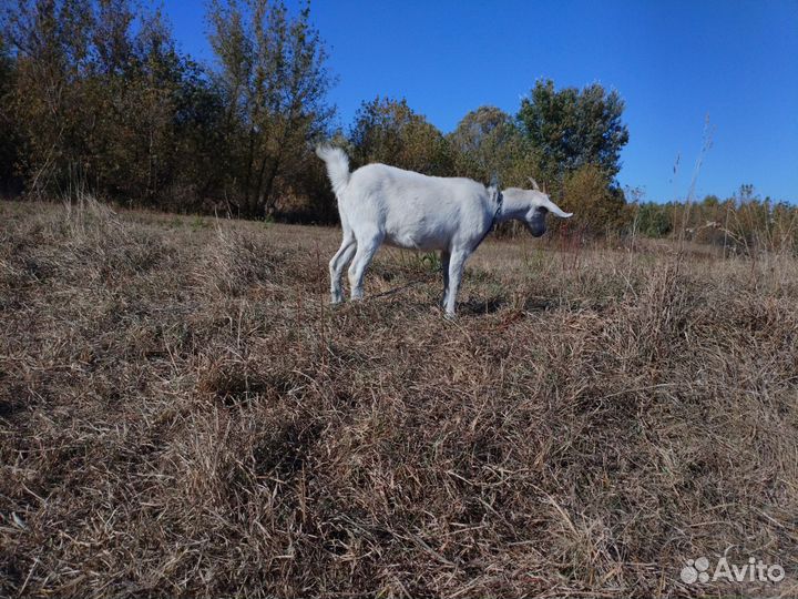 Козочка и козлик