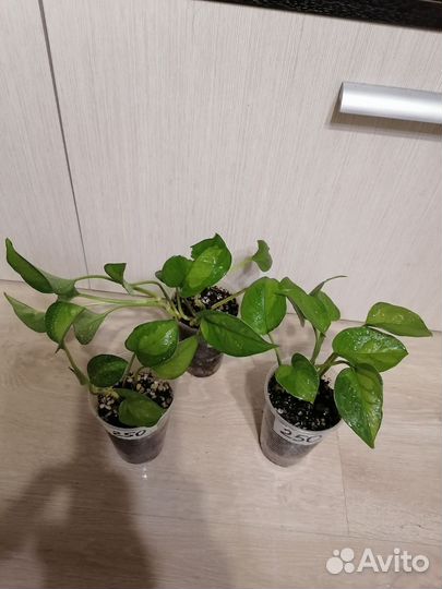 Сциндапсус Мунлайт, Глобал грин и др