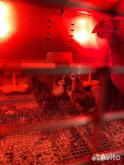 Цыплята на заказ