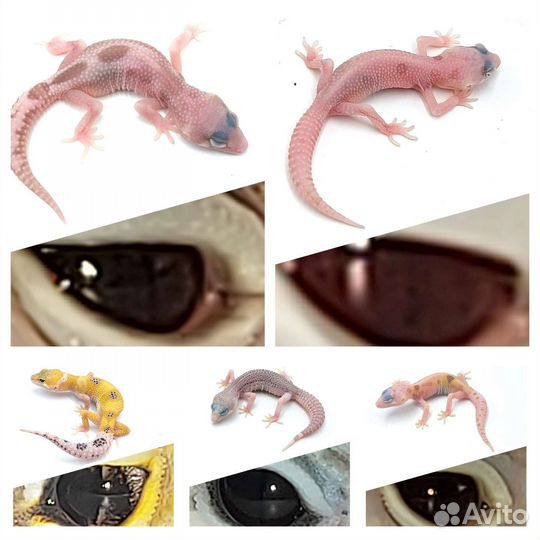 Эублефары. Гекконы