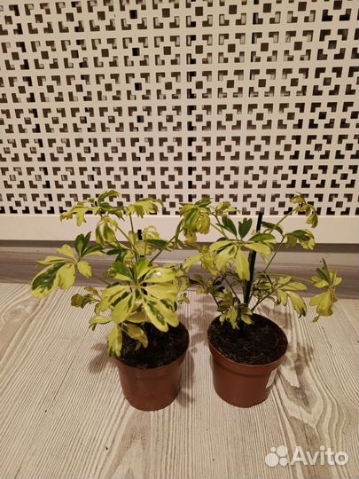 Шефлера жанин