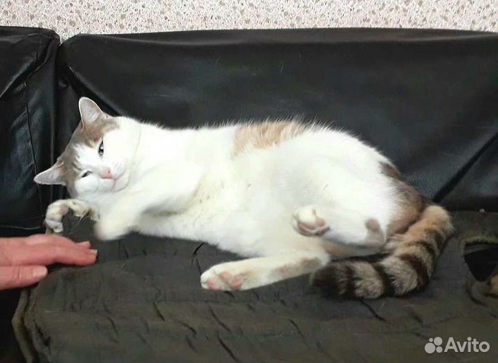 Кот бесплатно в добрые руки