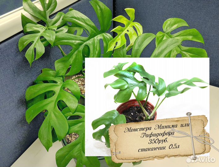 Растения домашние