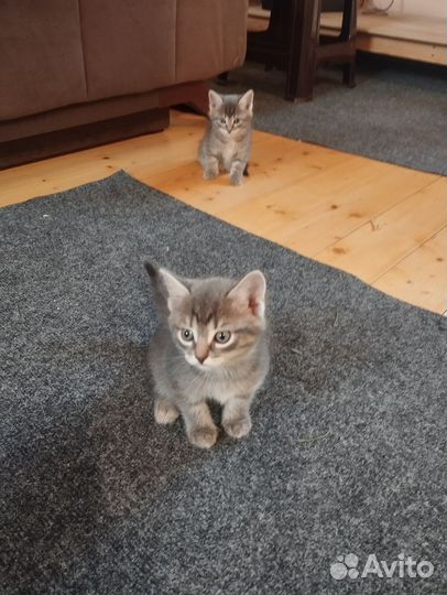 Котята ищут любящих хозяев