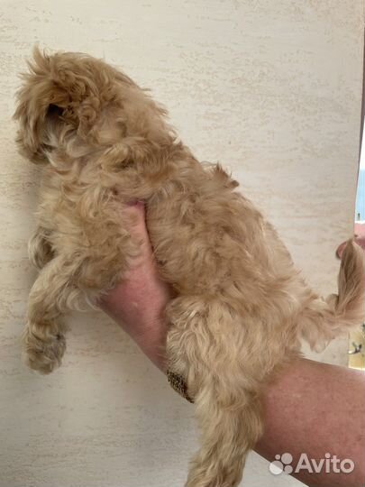 Мальтипу премиум мини