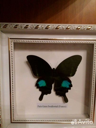 Коллекция бабочек
