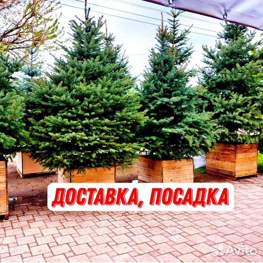 Ели голубые и зеленые с доставкой и посадкой