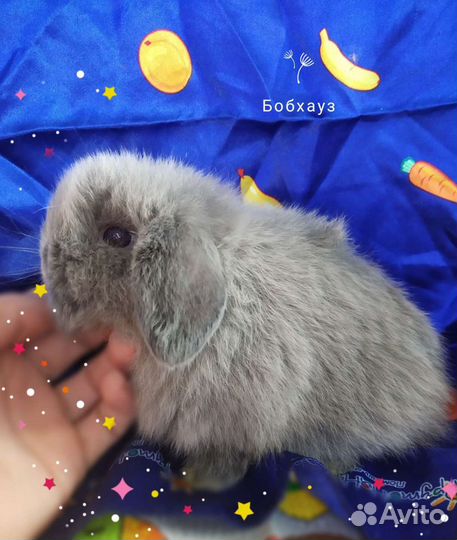Миниатюра карликовый кролик экстра класса
