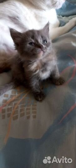 Пушишка. Котята