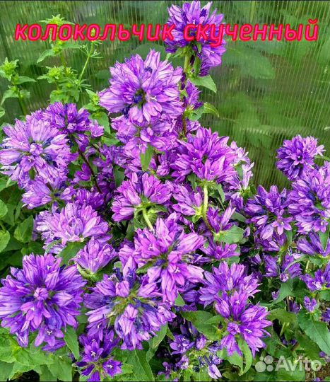 Многолетники