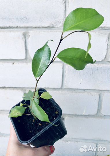 Комнатные растения