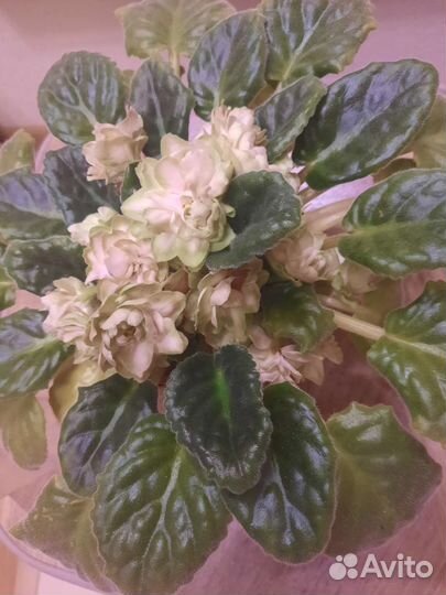 Фиалки цветущие в горшке