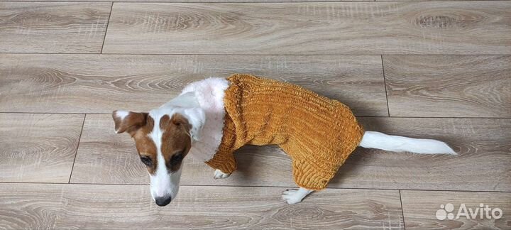 Вязаная одежда для собак