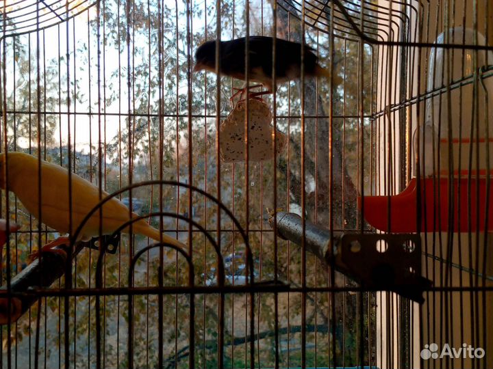 Кинара и канарейки