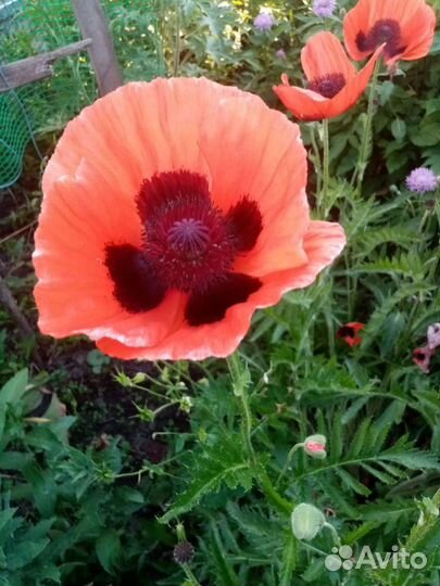 Тюльпаны сортовые и другие многолетники