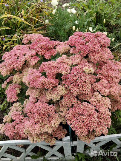 Очиток видный