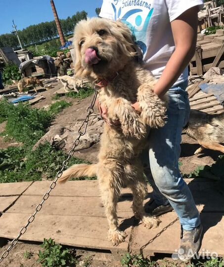 Мохнатый крупный добряк