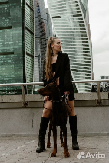 Доберман для фотосессии