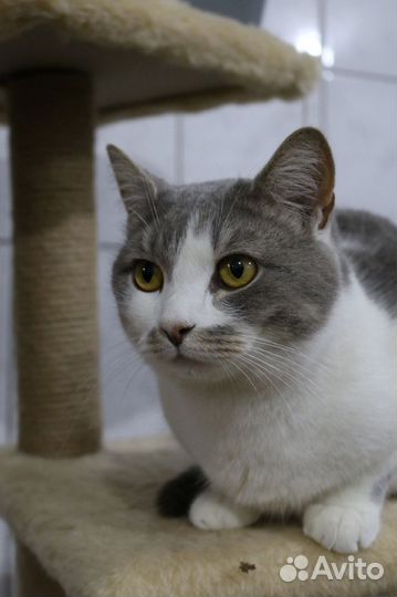 Молодой кот