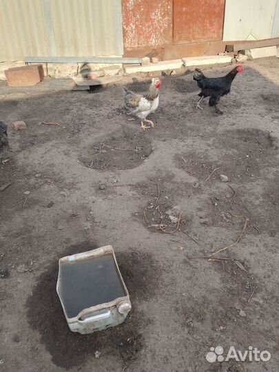 Петушки доминанты