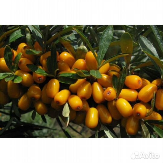 Облепиха саженцы