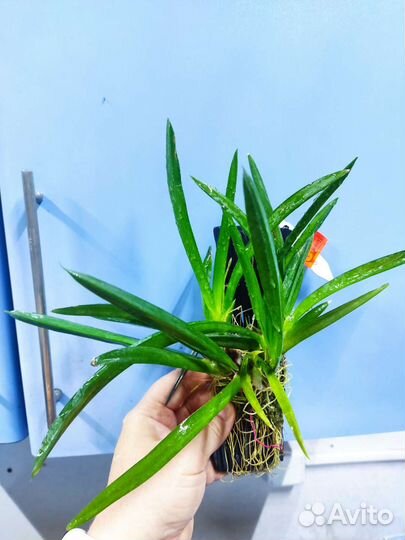 Орхидея Толумнея - Tolumnia